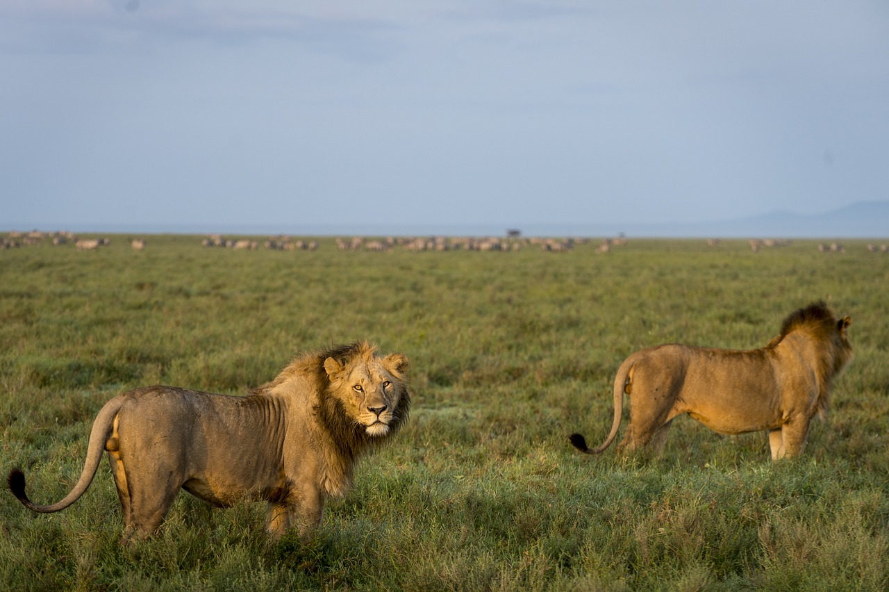 dos leones adultos en la sabana